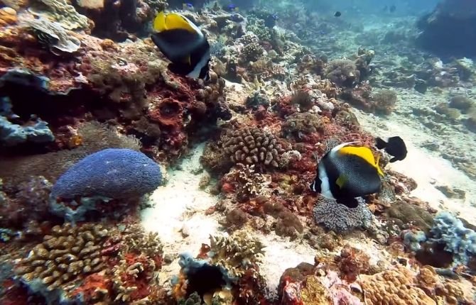 Underwater snorkeling with marine life on Nusa Penida manta ray tour Bali